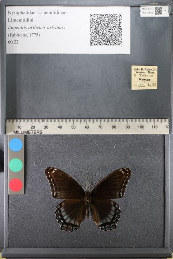 Media type: image;   Entomology 141848